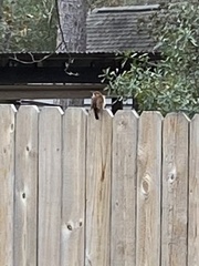 Thryothorus ludovicianus