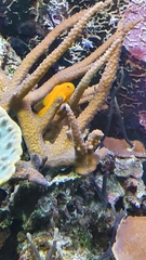 Gobiodon okinawae