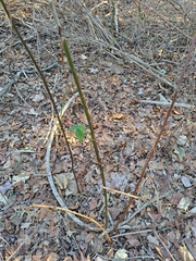 Rubus allegheniensis