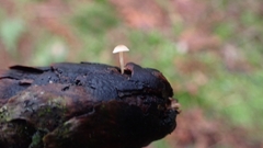Baeospora