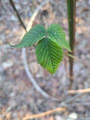 Rubus allegheniensis