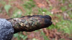 Baeospora