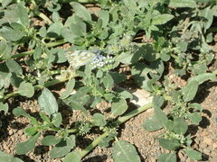 Pontia glauconome