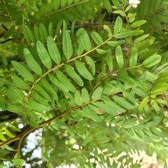 Sophora tetraptera