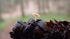 Baeospora