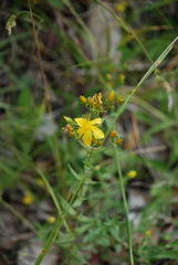 Hypericum elegans