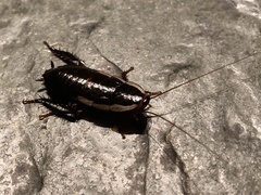 Drymaplaneta semivitta