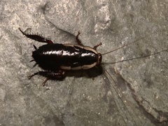 Drymaplaneta semivitta