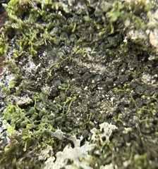 Frullania
