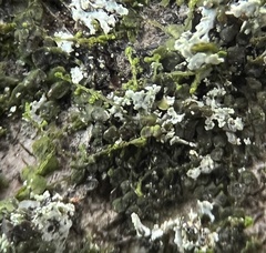 Frullania