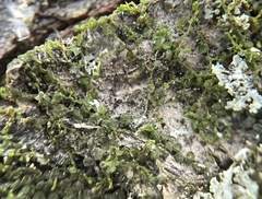 Frullania