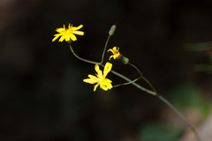 Hieracium venosum