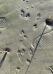 Sylvilagus aquaticus