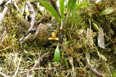 Maxillaria acutifolia