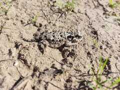 Phrynosoma coronatum