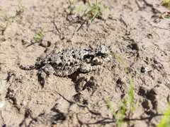 Phrynosoma coronatum