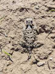 Phrynosoma coronatum