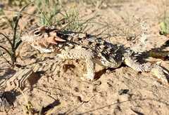 Phrynosoma coronatum