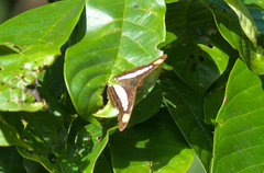 Adelpha