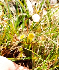 Drosera stenopetala