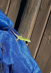 Ctenosaura hemilopha