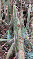 Nyctocereus serpentinus