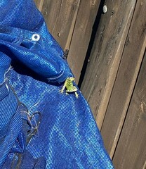 Ctenosaura hemilopha