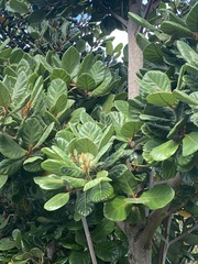 Beilschmiedia tarairi