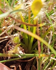 Drosera stenopetala