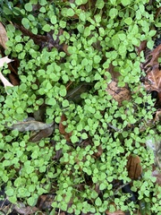Parietaria floridana