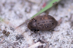 Byrrhus pilula