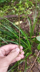 Carex corynoidea