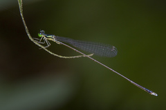 Amphicnemis gracilis