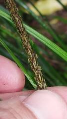 Carex corynoidea
