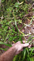 Carex forsteri