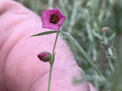 Hermannia coccocarpa