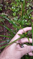 Carex forsteri