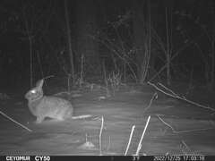 Sylvilagus floridanus