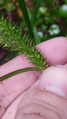 Carex forsteri