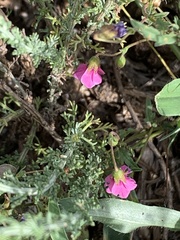 Hermannia coccocarpa