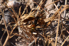 Polistes comanchus