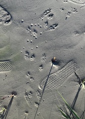 Sylvilagus aquaticus