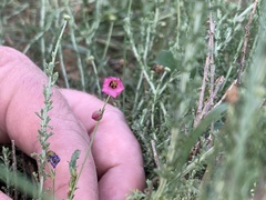 Hermannia coccocarpa