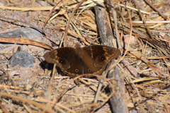 Junonia nigrosuffusa