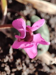 Cyclamen coum