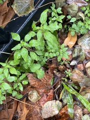 Parietaria pensylvanica