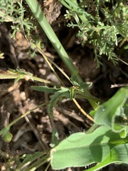 Hermannia coccocarpa