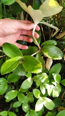 Macrolearia colensoi