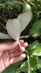 Macrolearia colensoi
