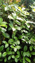 Macrolearia colensoi